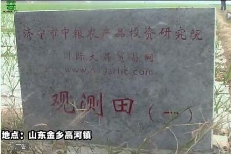 2015年金鄉(xiāng)觀測(cè)田新蒜長(zhǎng)勢(shì)記錄—“老石說(shuō)市”第十六期 (4612播放)