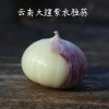 優(yōu)質(zhì)大蒜丫蒜精品獨蒜