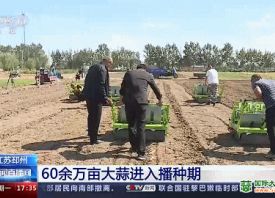 邳州：60余萬畝大蒜搶種中 ()