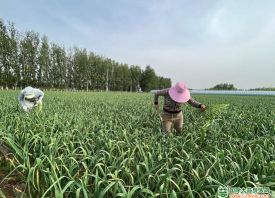 開(kāi)封市：大蒜種植鼓起農(nóng)民腰包 ()