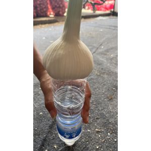 優(yōu)質(zhì)扒皮蒜200噸