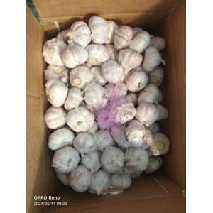 大蒜加工、出口 Garlic exporter