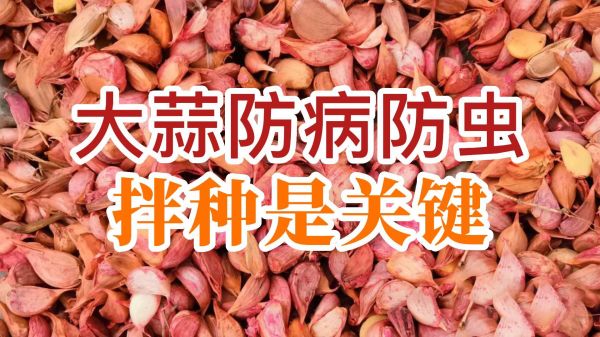 大蒜防病防蟲(chóng)、拌種是關(guān)鍵 (743播放)