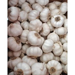 大蒜加工、出口 Garlic Exporter