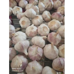 大蒜加工、出口 Garlic Exporter