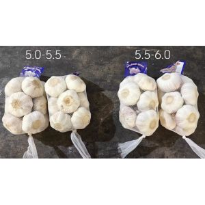 大蒜加工、出口 Garlic Exporter